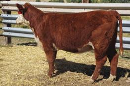 HEREFORD BRED HEIFERS 751 RB MISS HOME 751E P43806177 Calved: March 18, 2017 Tattoo: BE 751 NJW 73S W18 HOMETOWN 10Y ET {CHB}{DLF,HYF,IEF} SHF WONDER M326 W18 ET {CHB}{DLF,HYF,IEF} WSF HOME SCHOOLED