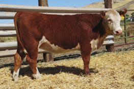 HEREFORD BRED HEIFERS Lot 754 RB Miss EX 754E 754 RB MISS EX 754E P43805843 Calved: March 18, 2017 Tattoo: BE 754 H EXCEL 8051 ET {DLF,HYF,IEF} GO EXCEL L18 {SOD}{DLF,HYF,IEF} PENNELLS PUGH EXXON