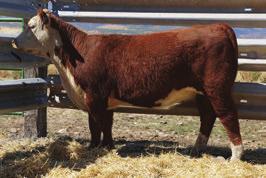 HEREFORD BRED HEIFERS 767 RB MISS JULIET 767E 43805947 Calved: March 26, 2017 Tattoo: BE 767 BR CURRENCY 8144 ET {DLF,HYF,IEF} DM BR SOONER {CHB}{DLF,HYF,IEF} PERKS 0003 ROMEO 4011 {DLF,HYF,IEF} BR