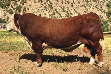 HEREFORD REFERENCE SIRES Ref. Sire C NJW 67U 28M Big Max 22Z Ref. Sire C NJW 67U 28M BIG MAX 22Z {DLF,HYF,IEF} P43312321 Calved: Feb.