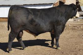PURE F1 BALDY BULLS 916BB 916BB Look at the muscle in this bull. He is sired by the 22Z bull out of a Pioneer cow. Act. BW 85 lbs. 509BB A Steakhouse son crossed onto a proven, black Angus cow. Act. BW 86 lbs.
