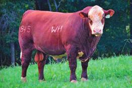 HEREFORD REFERENCE SIRES Ref. Sire H SR X1 CATAPULT 6001 ET {DLF,HYF,IEF} P43775818 Calved: Jan.