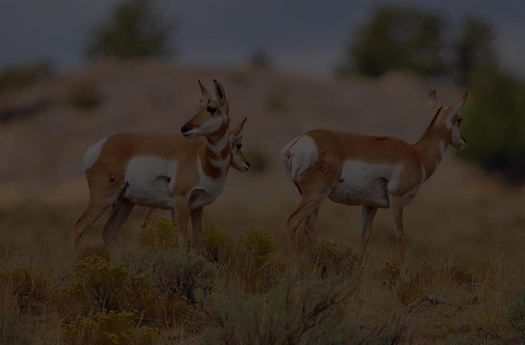 Population Estimate Antelope Status: Population Trend 30,000 Statewide
