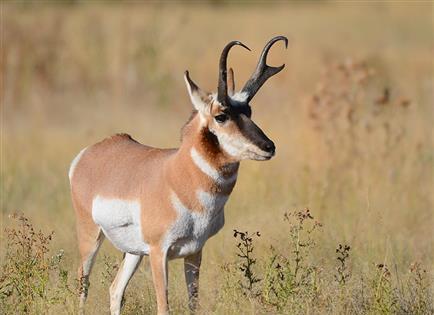% 15+ inch bucks Antelope Status: