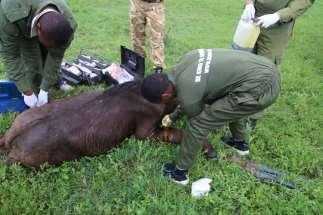 Anti-Bush Meat Campaigns and Wildlife Rescues Emergency rescues of