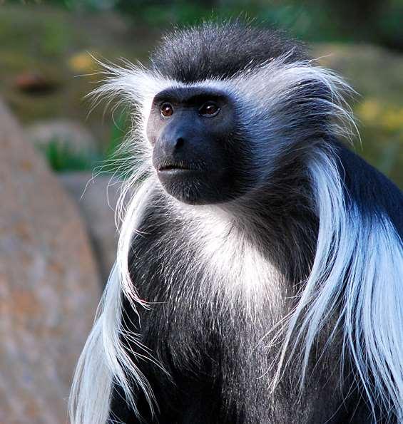 Angolan Colobus Monkey Through an ANAW-Colobus Collaboration, ANAW undertakes the Protection of Habitats and Care of the Nationally Endangered Angolan Colobus