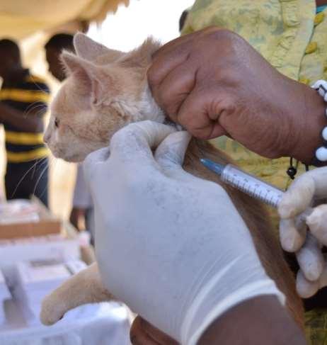 Anti-Rabies Elimination Campaign Mass vaccination campaigns to safeguard humans from the fatal disease as