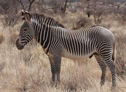 Endangered Species in Kenya