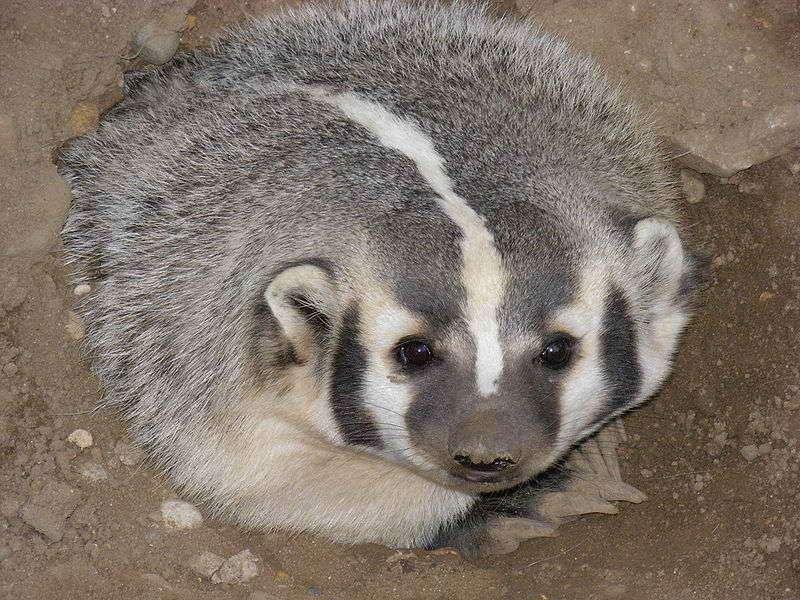 The European Badger (Meles meles) is twice the size as its family members the