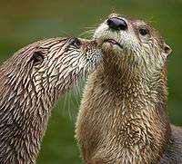 The European River Otter (Lutra lutra) is related to the North American River Otter (Lontra canadensis).