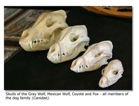 The Grey Wolf (Canis lupus) was once native to California and there were ample reports of them inhabiting the Coastal Foothills in the 18 th and 19 th centuries. The Mexican Wolf (C. l. baileyi) declared endangered in 1976, is native to the Southwestern United States.