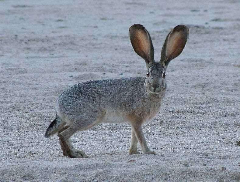The European Hare (Lepus europaeus) is a rabbit species noted for its long ears and long hind legs.