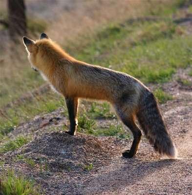 The Red Fox has an extremely wide distribution area, encompassing both