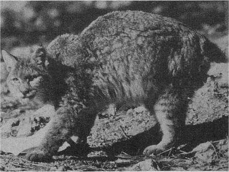The Eurasian Lynx (Lynx lynx) is being reintroduced to Western Europe.