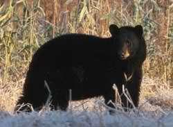 The Eurasian Brown Bear (Ursus arctos arctos) is related to the extinct Californian Golden Bear (U. a. californicus).