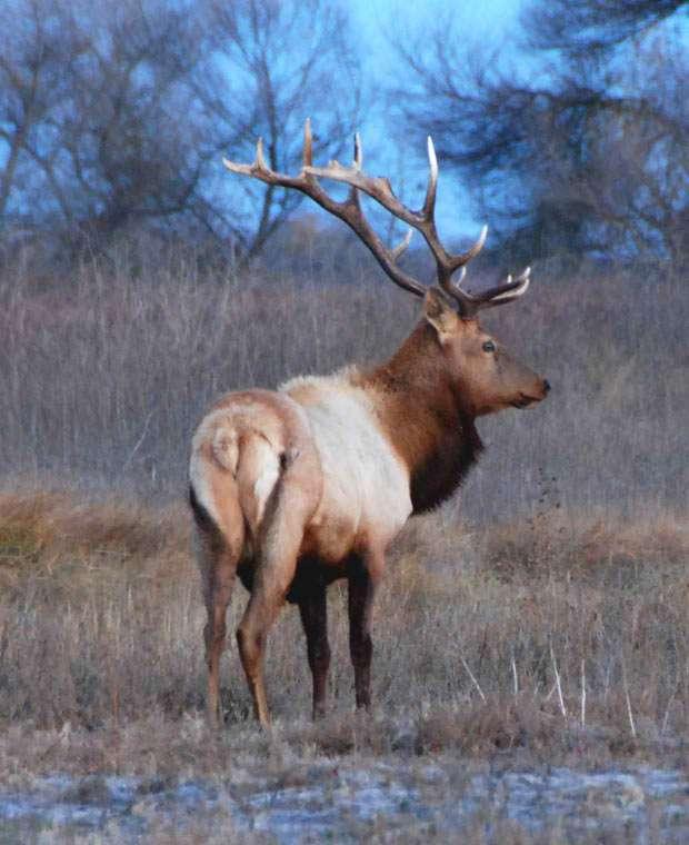The Red Deer (Cervus elaphus) or Hart is one of the largest of the deer species.