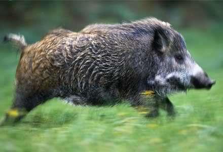 The Wild Boar (Sus scrofa) is native to Europe and introduced to North America.