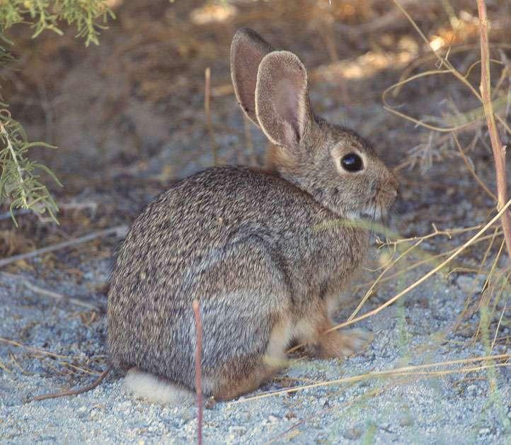 The European Rabbit (Oryctolagus cuniculus) closely resembles