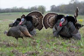 Shoot or Don t Shoot? You re spring turkey hunting. These gobblers have stopped 40 yards away.