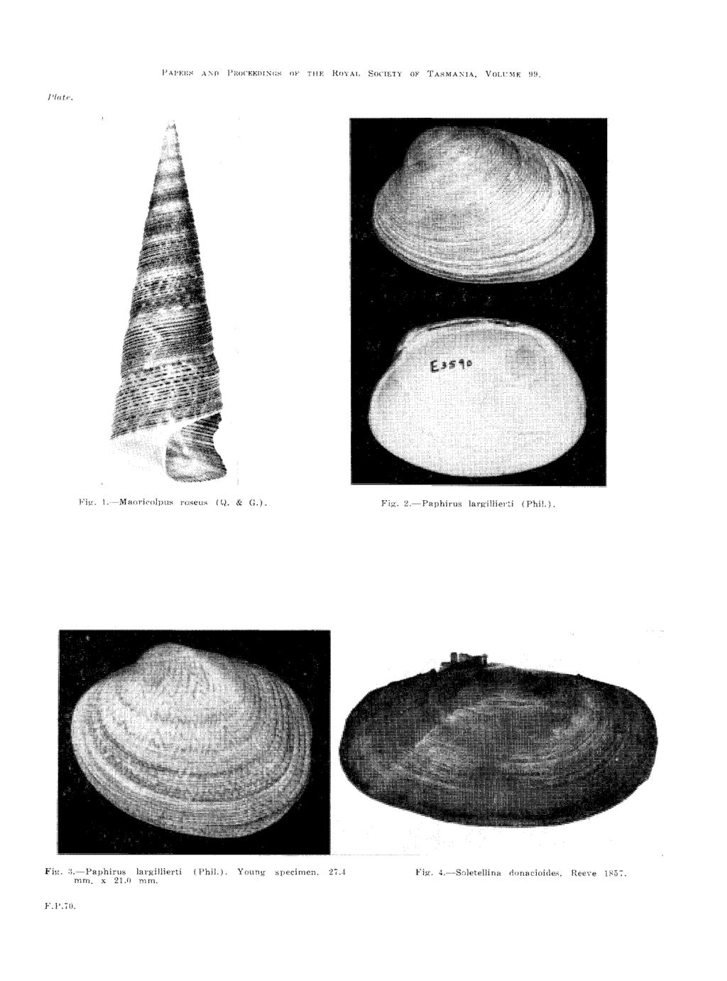 PAPERS AND PROCEEDINGS OF THE ROYAL SOCIETY OF TASMANIA,. VOLUME 139. Plate. Fig. L-Maoricolpus roseus (Q. & G.). Fig. 2.