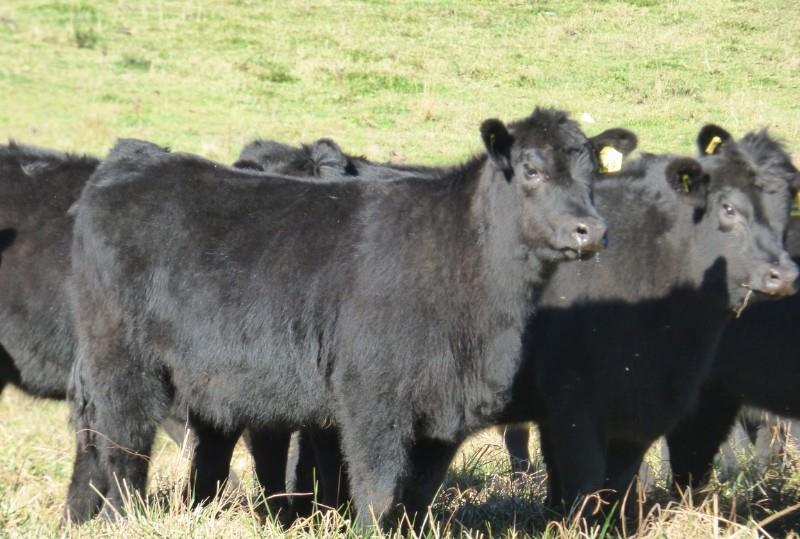 Sure, there are Ultra-blacks and Brangus popping up around the place that are bred for exactly that reason but they weren t based on the Katandra Droughtmaster herd.