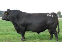 SAV 8180 TRAVELER 004 RS Reference Sires JINDRA DOUBLE VISION to Sire Ident: USA16748826 AMF NHF CAF DDF HBR Calved: 08/02/2010 BON VIEW NEW DESIGN 878 Sire: USA14528330 CONNEALY REFLECTION HAPPY