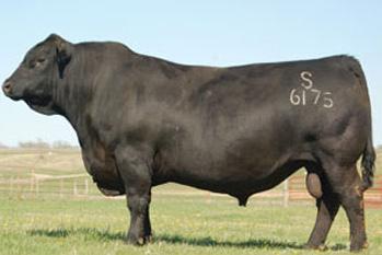 This high octane performance sire is just right for breeders who demand heavy weaning weights and progeny that excel in the feedlot.
