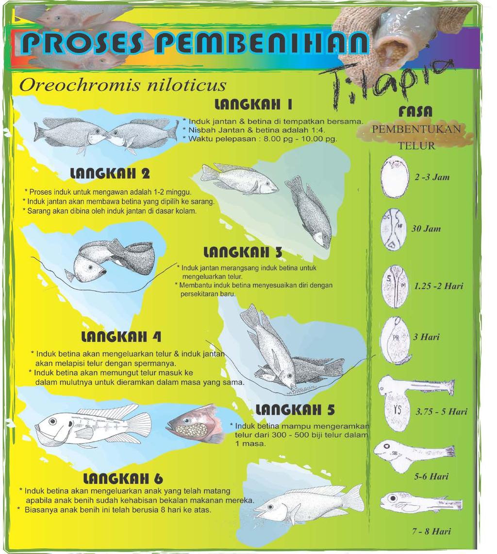 Lampiran 2 Gambar 1 : Menunjukkan proses formasi telur yang hanya dipelajari secara teori oleh pelajar selama ini berikutan anak-anak ikan yang diasuh