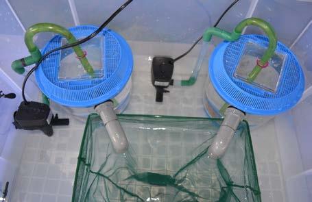 Penggunakan inkubator ini mampu mengeramkan sehingga 1000 biji telur.