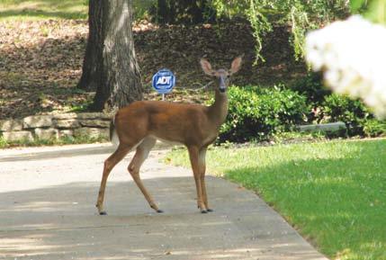 Agriculture / Wildlife Services (USDA/WS), and the MDWFP Deer Program.