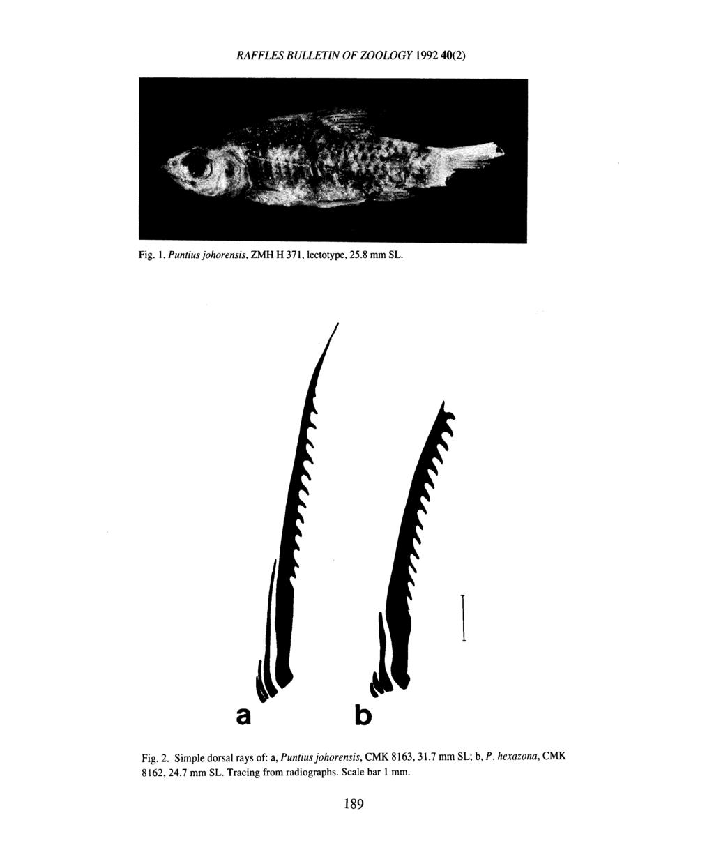 b Fig. 2. Simple dorsal rays of: a, Puntiusjohorensis, 8162,24.7 mm SL.