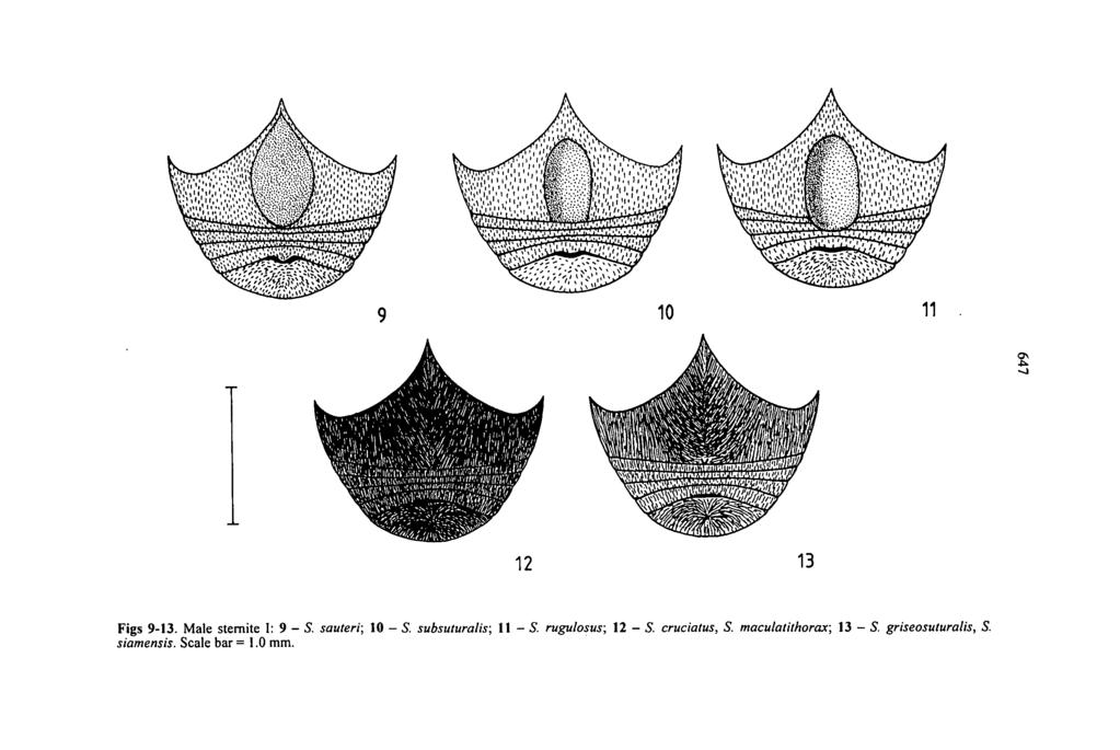 11 12 13 Figs 9-13. Male sternite I: 9 - S. sauteri; 10 - S. subsuturalis; 1 1-5.