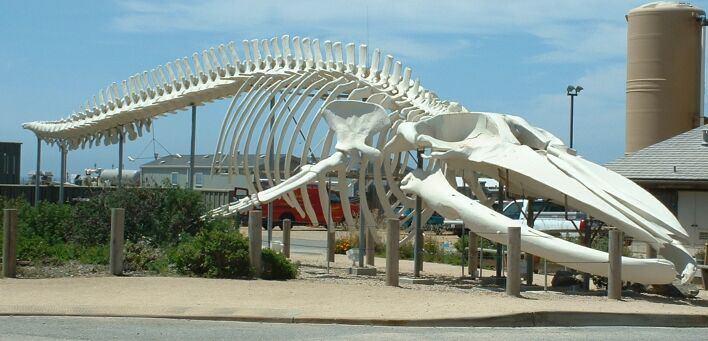 Blue Whale Blue Whale Skeleton Outside University of California, Santa Cruz s Long Marine