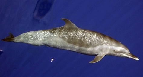Cetacean Morphology Flukes Dorsal Fin Blowhole Melon Pectoral Fin Rostrum Spotted
