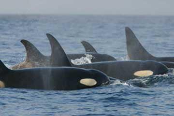 Killer Whale Photo Credit: NOAA (http://www.nmfs.noaa.