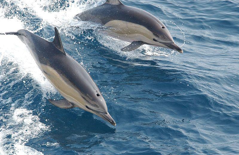 Common Dolphin Photo Credit: NOAA NMFS