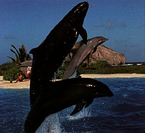 Wholphin Photo