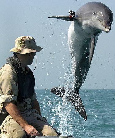 Cetacean Intelligence Photo Credit: Creative Commons
