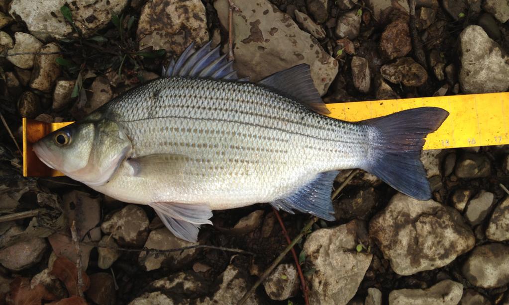 Below: 15-inch white bass from Big Hill.