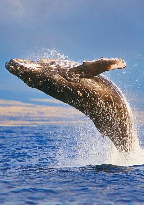 Saving Whales Whales Need Us From pollution to climate change to whaling, these magnificent