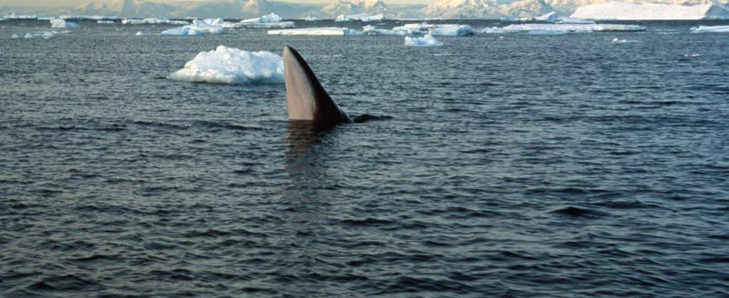 In June 2010, the whaling nations nearly persuaded the IWC to make whaling legal again.