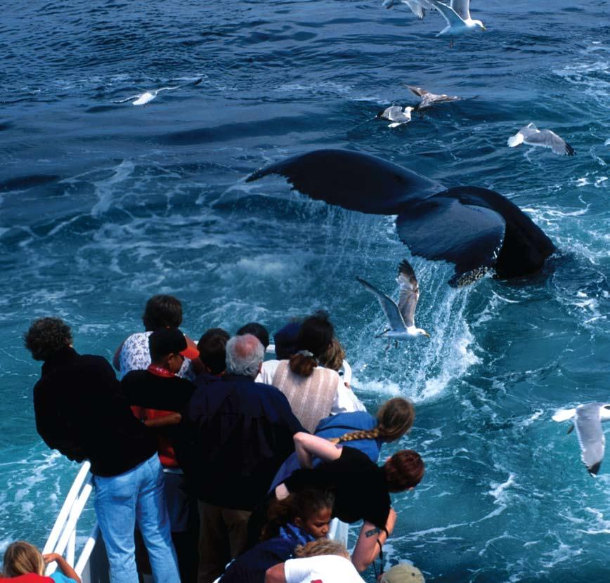 Whale Watching: Growing Green Industry Responsible whale watching is a clean, green industry that simultaneously