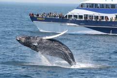 Building Communities Although whale watching is part of the global tourism industry, it is really a community