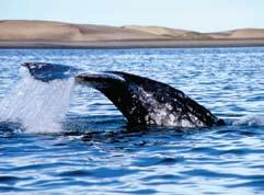 A Safer Migration Only about 450 North Atlantic right whales remain off the eastern coast of North America.