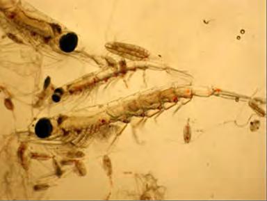 Here are two types of plankton that play key roles in a salmon s