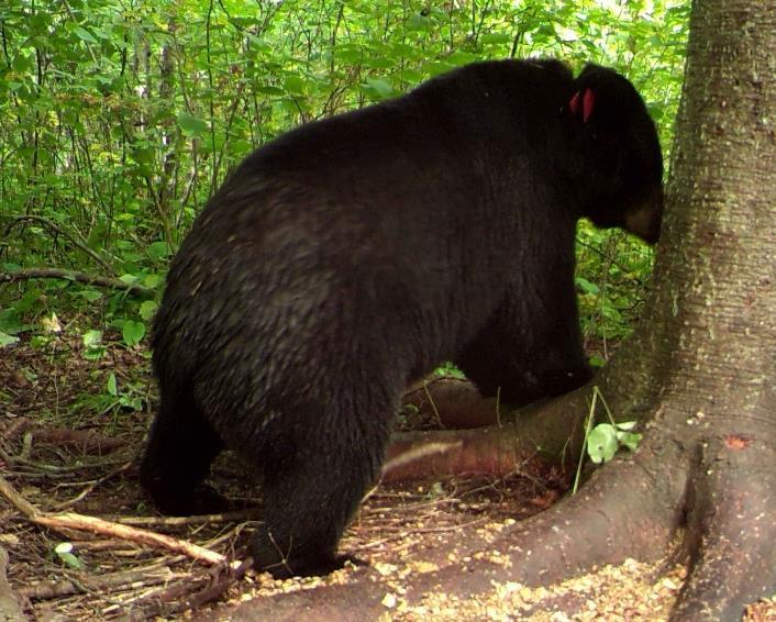 The Importance of Radio-collared Bears (and why we ask hunters not to shoot them) Dave Garshelis, Bear Research Scientist,