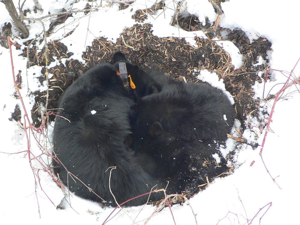 But increasingly we are seeing bears, including mothers with cubs or yearlings, using above-ground nests instead of underground dens,