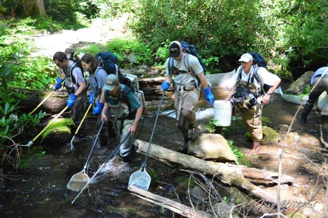 Anthony Creek Brook Trout Restoration Four days of electro-shocking to remove any remnant rainbow trout that were not removed last year were completed.