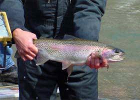 Natural reproduction of trout in the Caney Fork River is now extremely rare. WHAT IS DISSOLVED OXYGEN AND WHY IS IT IMPORTANT?