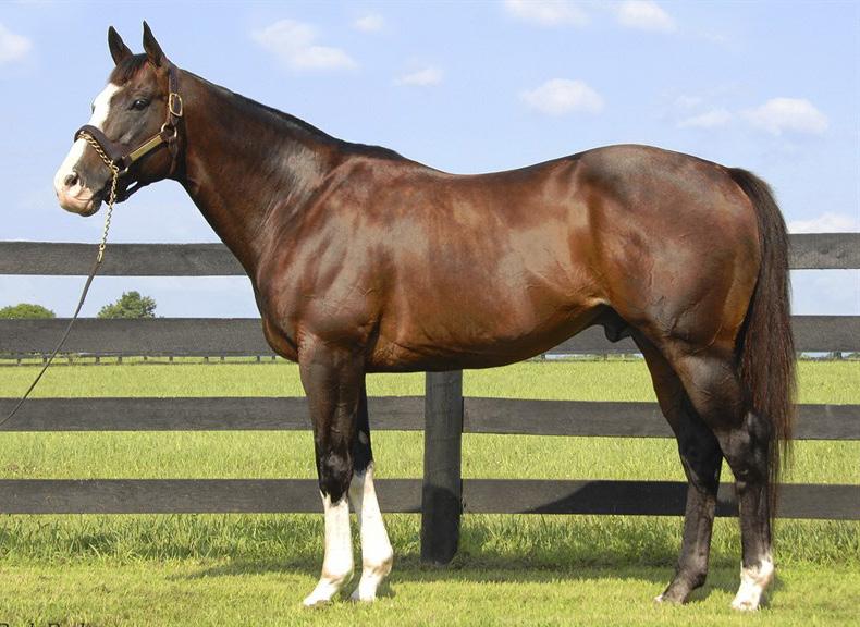 The 17-year-old son of Storm Cat and Mariah s Storm has sired 69 percent starters from foals, 49 percent winners, which places him about 15 percent above the breed norms of 60 and 42.